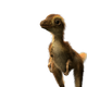 A T. rex hatchling.